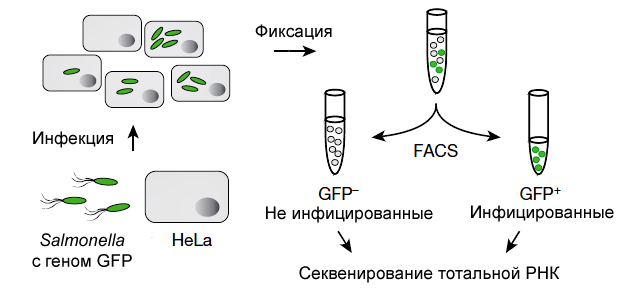 dual RNA-seq