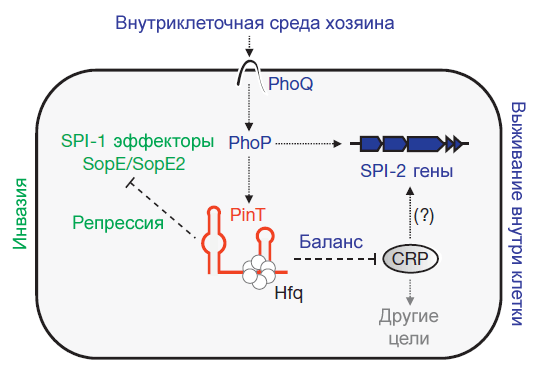 PinT и экспрессия генов вирулентности