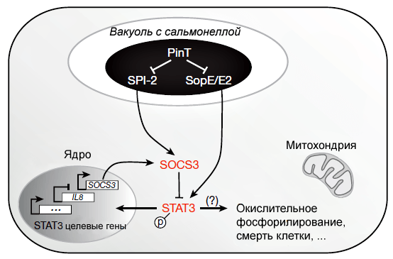 Влияние PinT на хозяйскую клетку