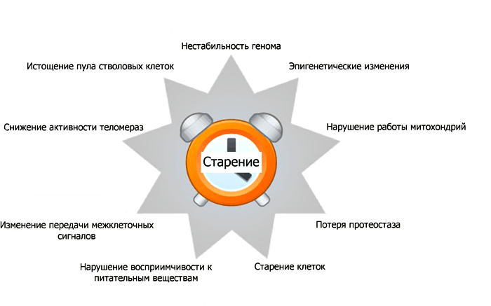 Проявление старения на клеточном уровне