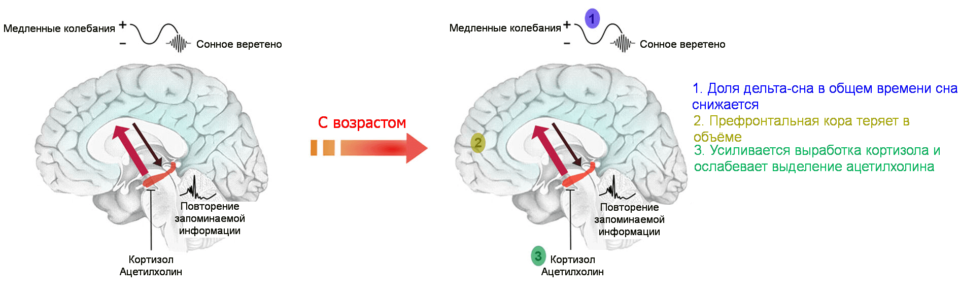 Активность передачи сигналов