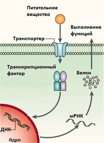 Действие нутриентов на экспрессию генов