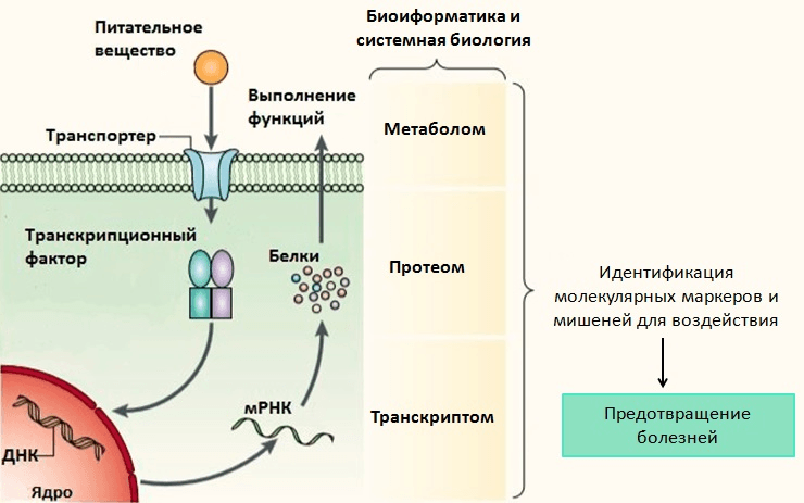 Нутригеномные методы исследования