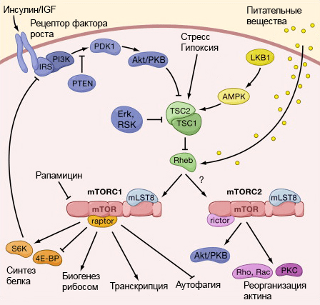IIS- и mTOR-сигнальные пути