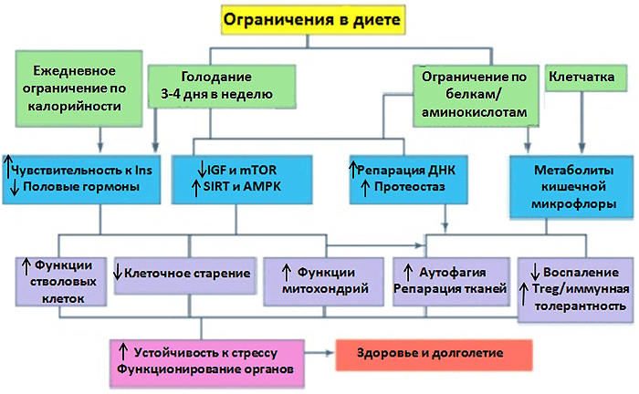 Влияние ограничения калорий и белков