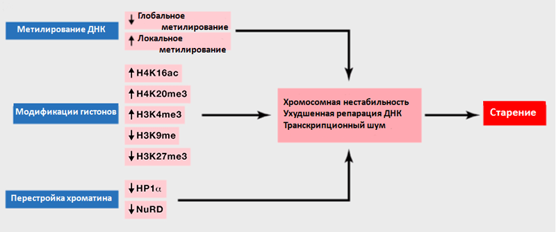 Эпигенетические изменения