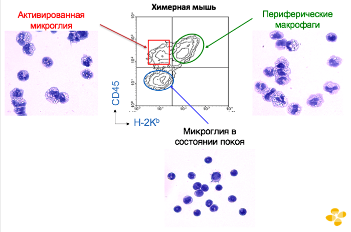 Микроглия и макрофаги