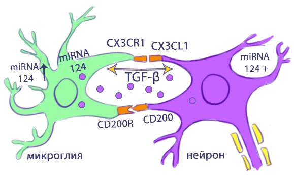 Механизм индукции экспрессии микроРНК-124