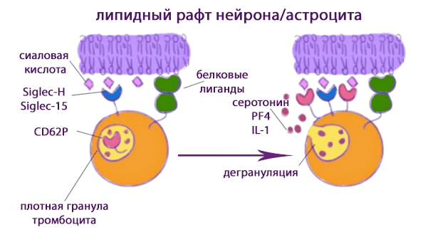 Тромбоциты и ганглиозиды