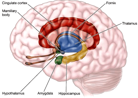 Лимбическая система мозга
