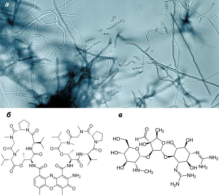 Актиномицеты и их метаболиты