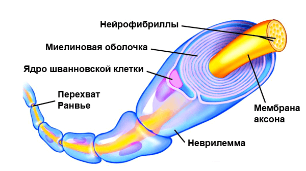 Нервное волокно