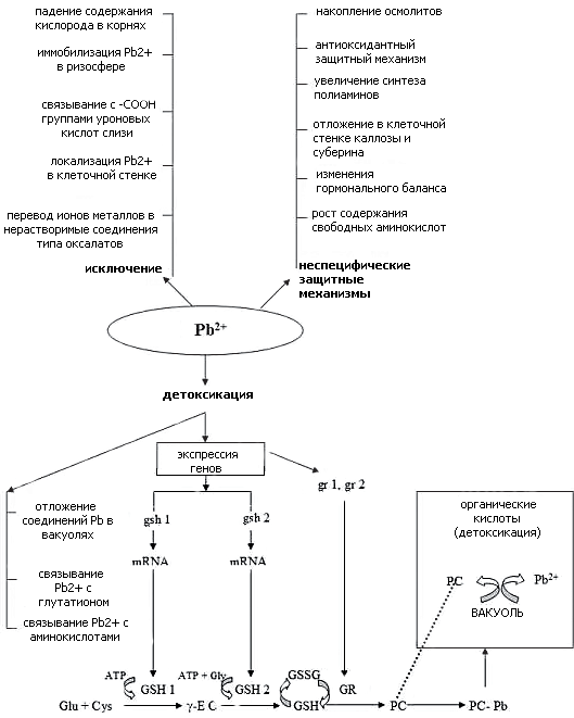 Ответ растительной клетки на свинец