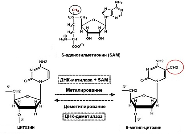 Модификация цитозина