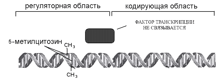 Метильные группы препятствуют транскрипции