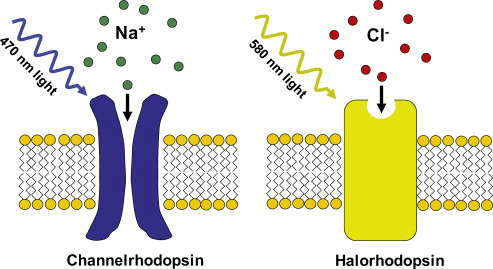 Принцип действия родопсинов