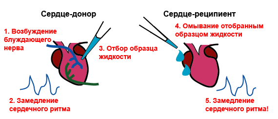 Схема эксперимента Лёви