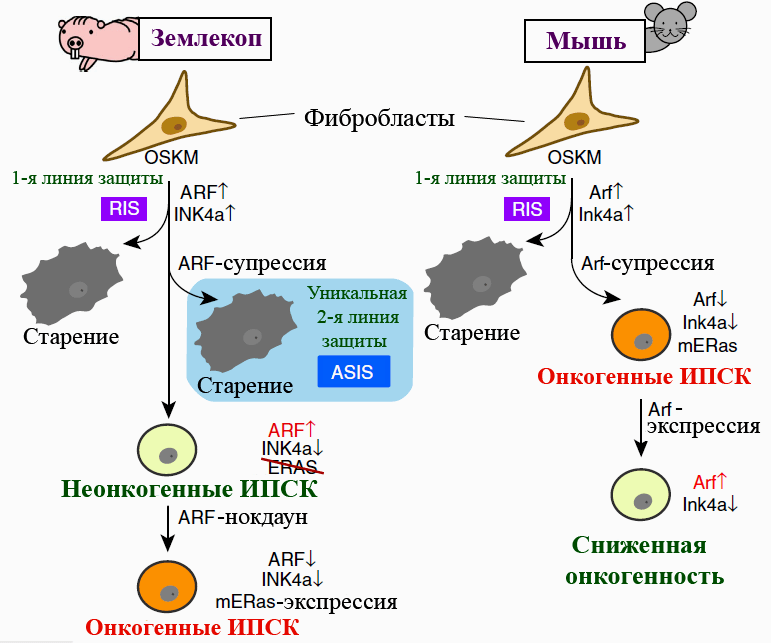 Перепрограммирование фибробластов