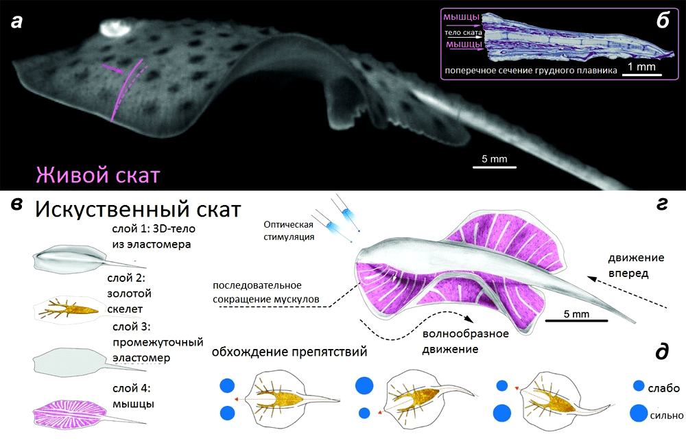 Строение искусственного ската