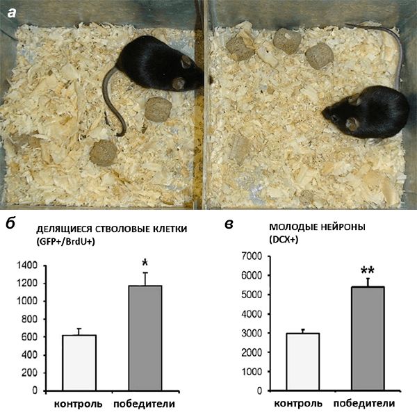 Нейрогенез в опытах социального доминирования