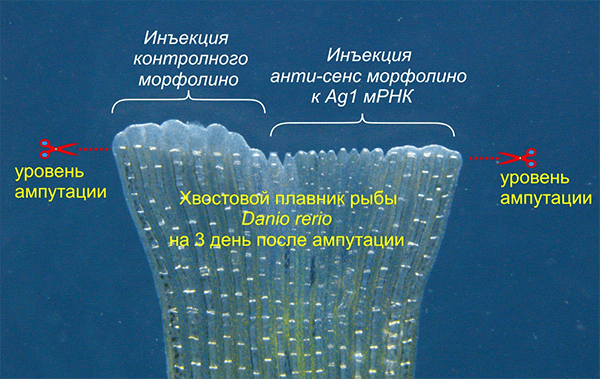 Блокирование трансляции мРНК гена Ag1