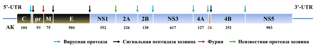 Геном вируса