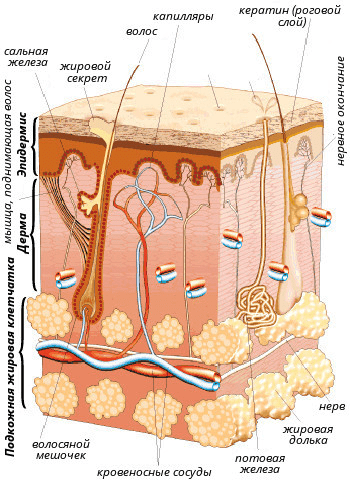 Строение кожи