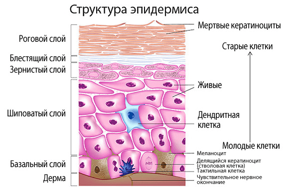 Пять слоев эпидермиса