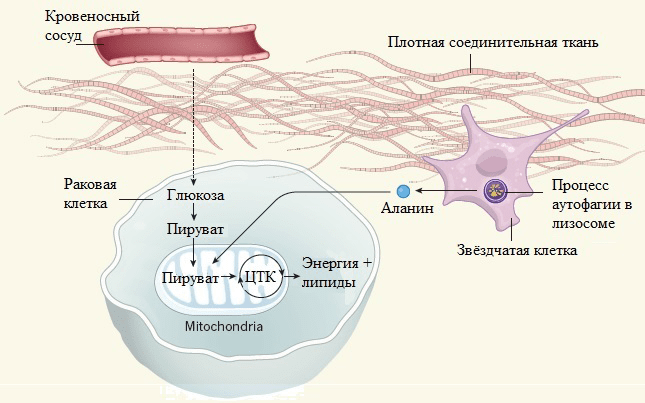 Аланин перемещается в митохондрии раковых клеток