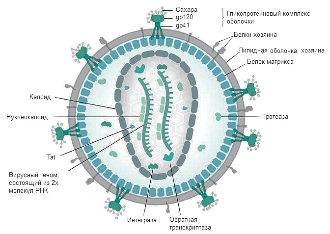 Строение ВИЧ