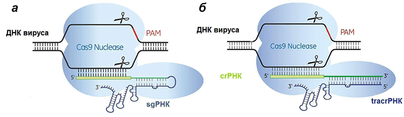 Систем CRISPR/Cas9