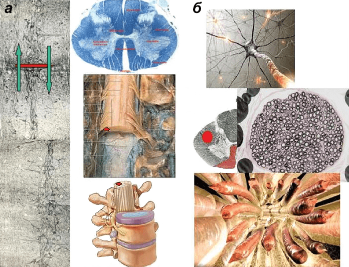 Срезы спинного мозга обезьяны