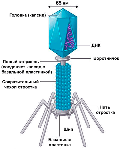 Схема строения вириона фага