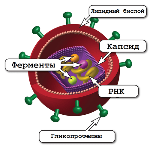 Строение вириона ВИЧ