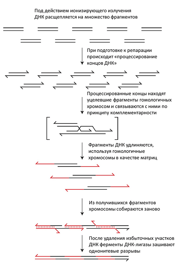 Гомологичная рекомбинация