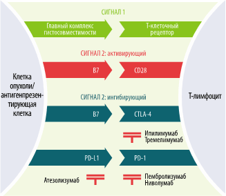 Взаимоотношение T-лимфоцита и опухолевой клетки