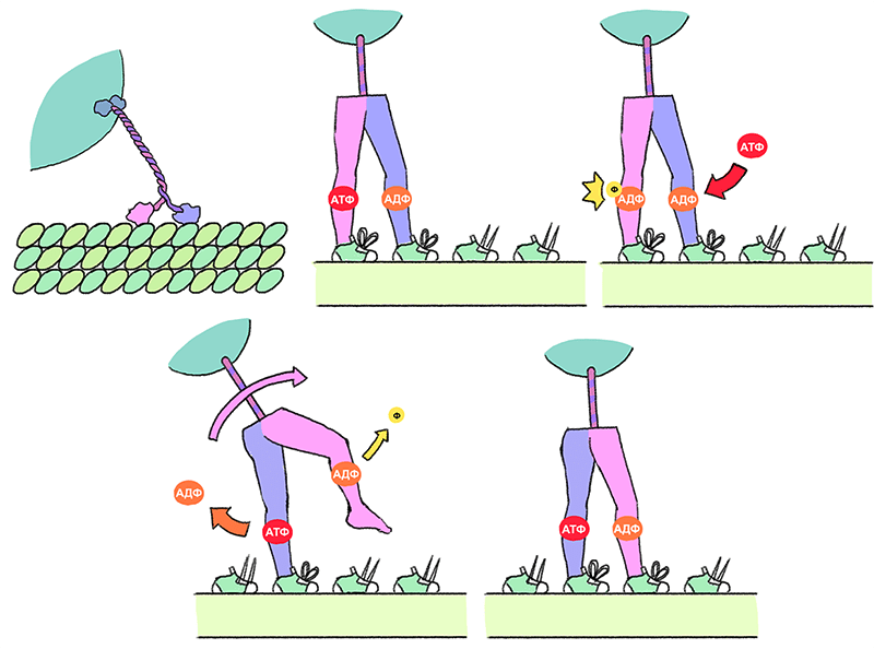 Механизм движения кинезина