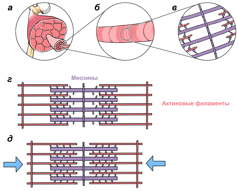 Механизм сокращения мышц