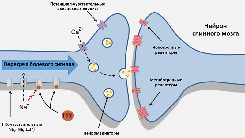 Возможный механизм действия ТТХ