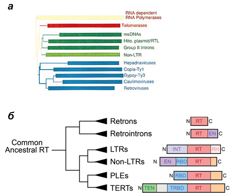 Филогенетические деревья ретроэлементов