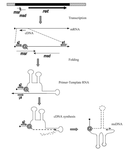 Формирование msDNA ретрона
