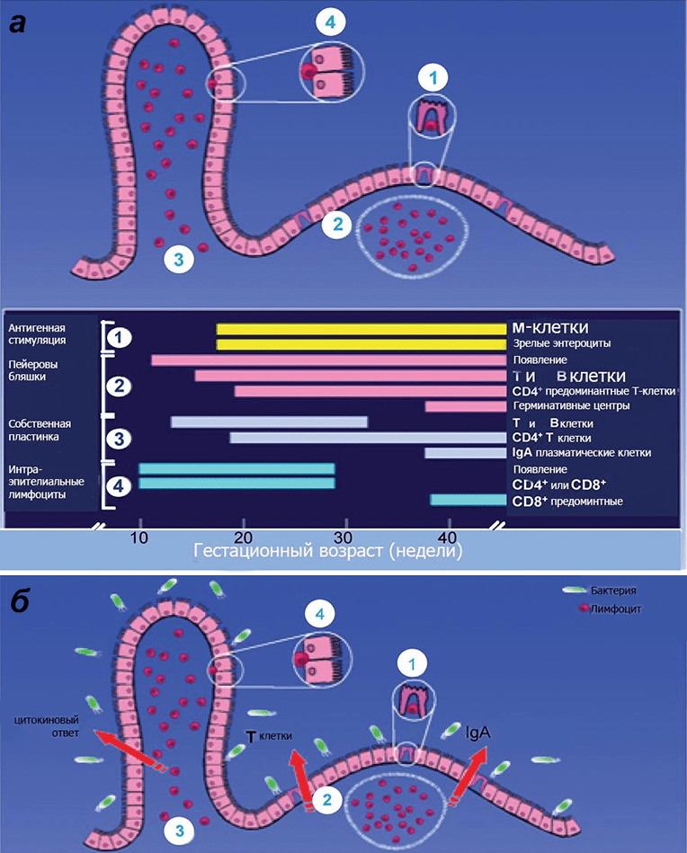 Схема иммунной защиты слизистой оболочки кишечника плода