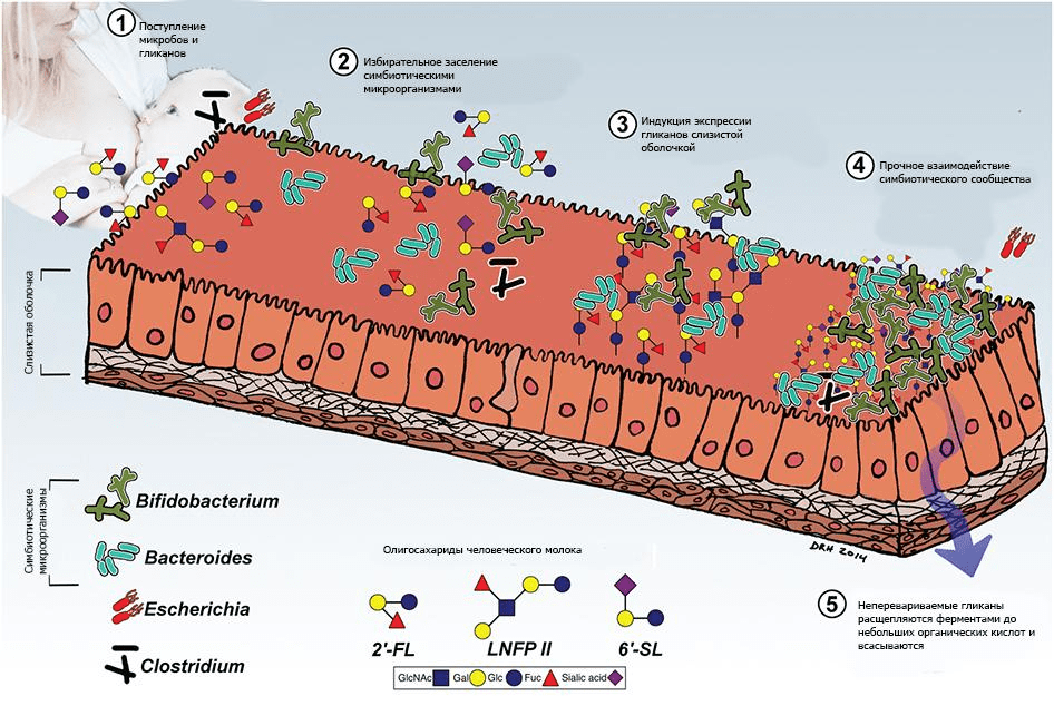 Взаимодействие гликанов человеческого молока и микробиоты
