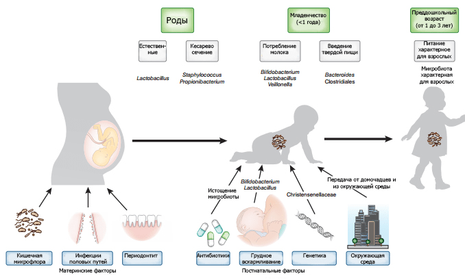 Факторы, обеспечивающие формирование микробиома младенца
