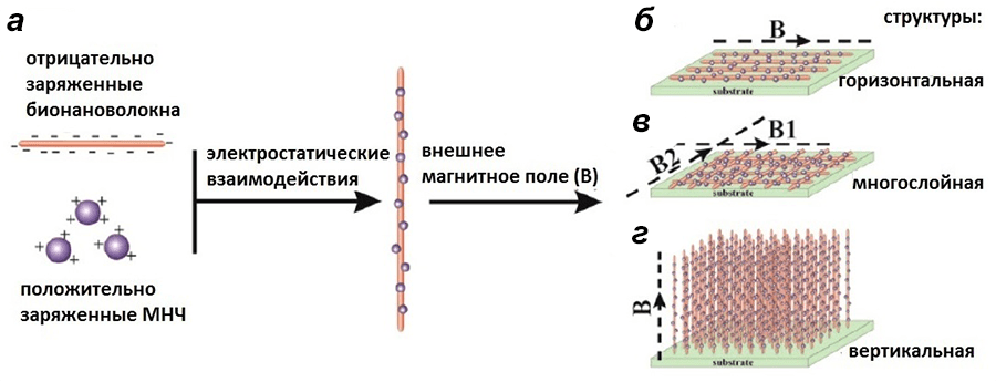 Управление сборкой нитевидных надмолекулярных структур