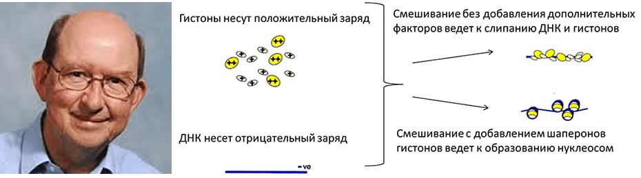 Рон Ласкей и шапероны