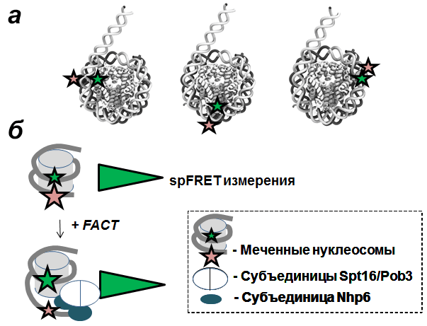 Исследование раскручивания нуклеосомы фактором FACT