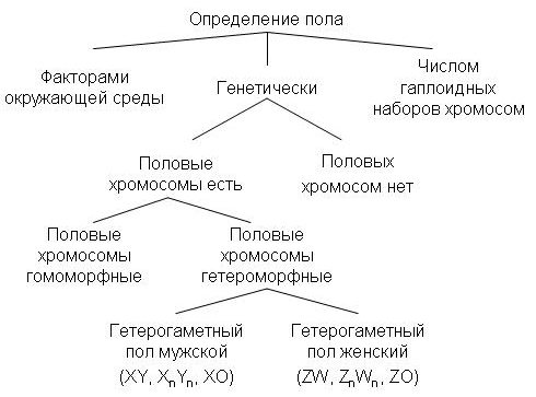 Разнообразие механизмов определения пола