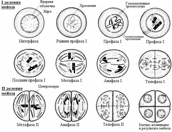 Схема мейоза