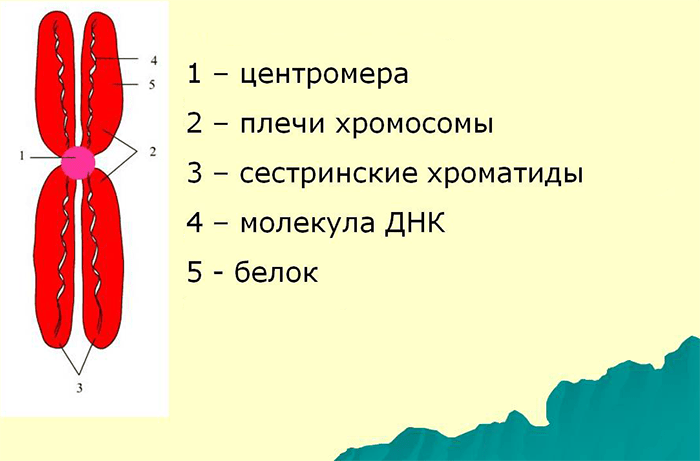 Строение хромосомы